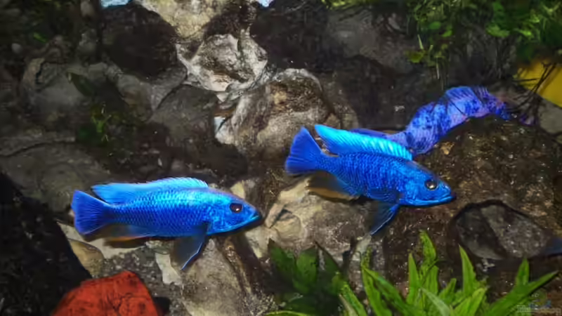 Sciaenochromis Fryeri Iceberg von Andreas Hesse (29)