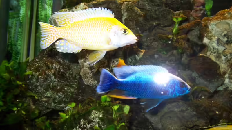 Sciaenochromis Fryeri Iceberg von Andreas Hesse (30)