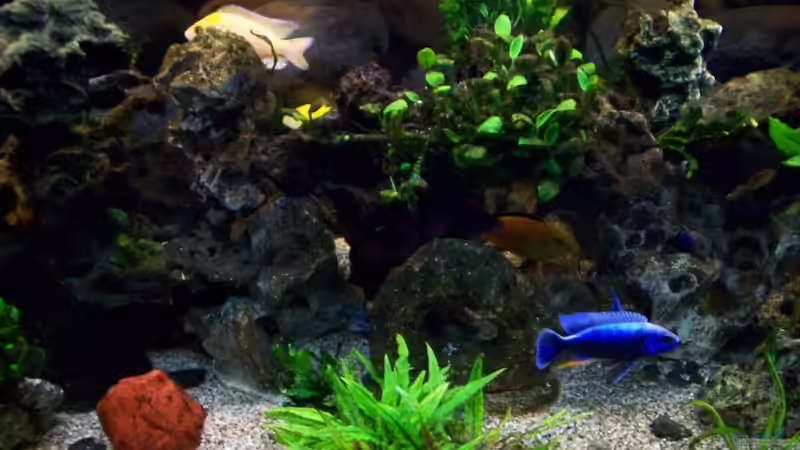 Sciaenochromis Fryeri Iceberg von Andreas Hesse (33)