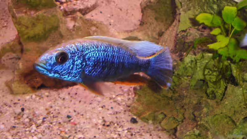 sciaenochromis fryeri iceberg von chrismalawifan (31)