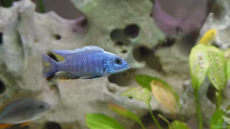 Sciaenochromis fryeri Iceberg von Gerhard Unruh (7)