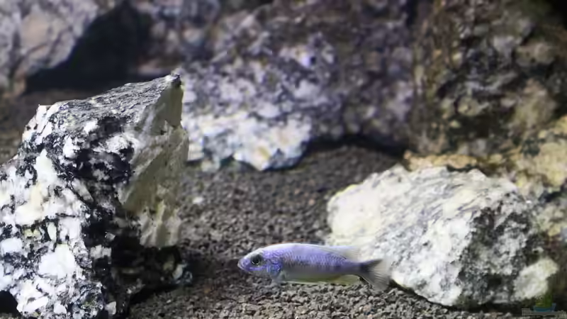 Sciaenochromis fryeri iceberg von Markus Maier (61)