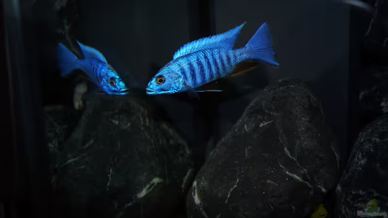 Sciaenochromis fryeri ´iceberg´ von Moda (18)