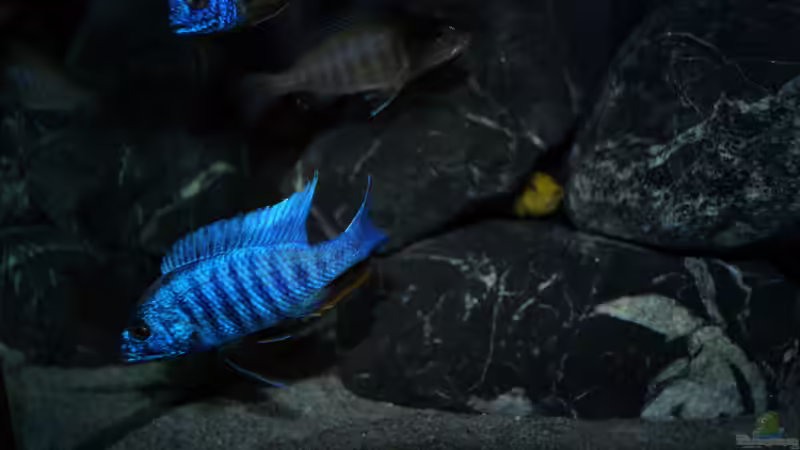 Sciaenochromis fryeri ´iceberg´ von Moda (20)