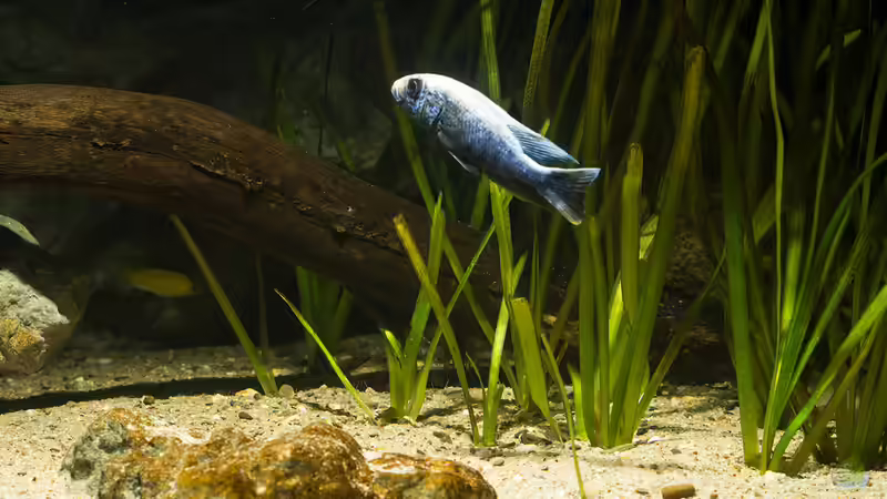 Sciaenochromis fryeri in der Ufer-/ ??bergangszone ... von AjakAndi (97)