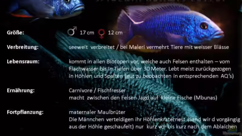 Sciaenochromis Fryeri ist seeweit verbreitet und wird überall dort angetroffen, wo die Biotope von Felsen, Geröll und somit auch durch Höhlen charakterisiert werden. von TheToxicAvenger (25)