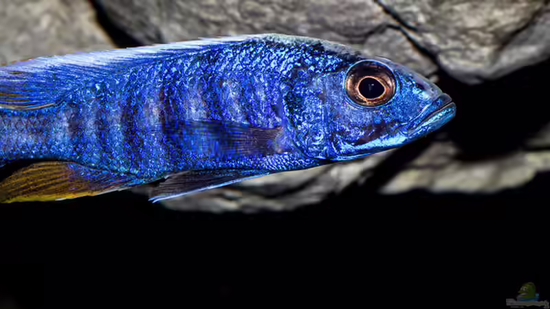Sciaenochromis fryeri (m) .. von AjakAndi (102)
