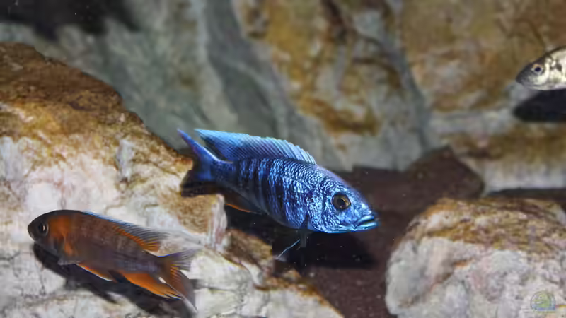 Sciaenochromis Fryeri (M), Aulonocara Jacobfreibergi ´Eureka´ (M) von Thomas B. (36)