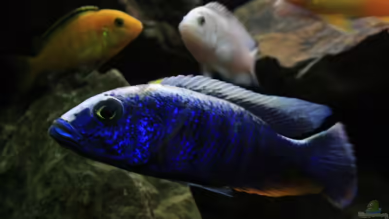 Sciaenochromis Fryeri (m) von JörgsMalawis (51)
