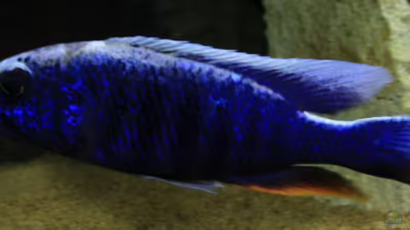 Sciaenochromis Fryeri (m) von JörgsMalawis (52)