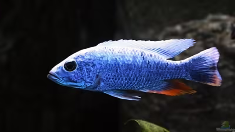 Sciaenochromis fryeri M von Nivus (13)