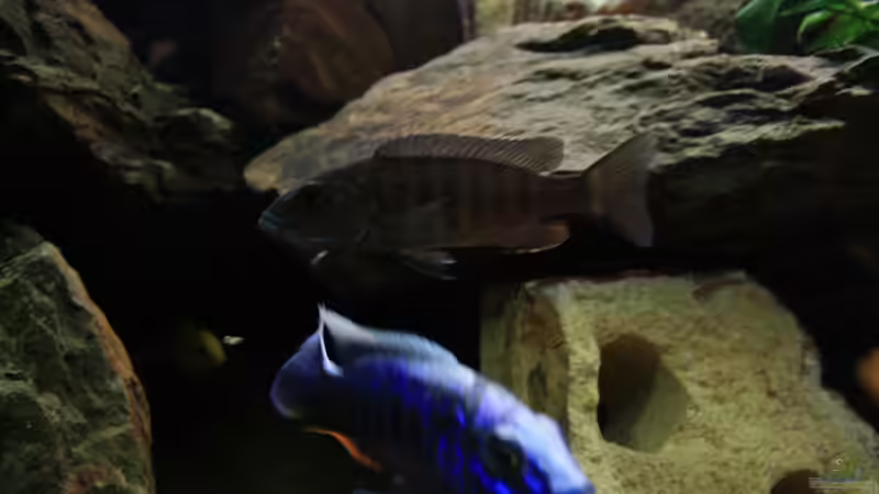 Sciaenochromis Fryeri (m+w) von JörgsMalawis (53)