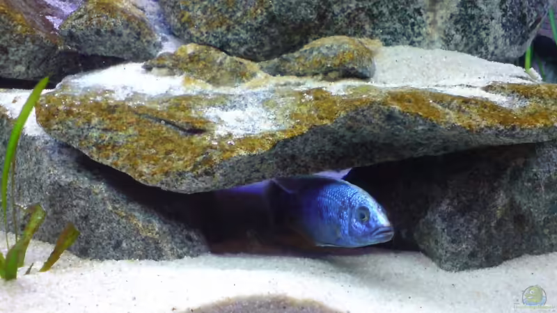 Sciaenochromis fryeri Mänchen von Dommsel (21)