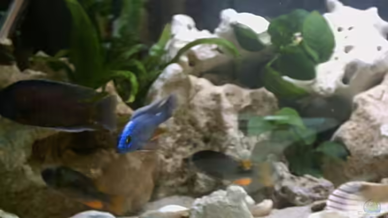 Sciaenochromis fryeri Männchen 30.03.05 von Armin Lange (10)