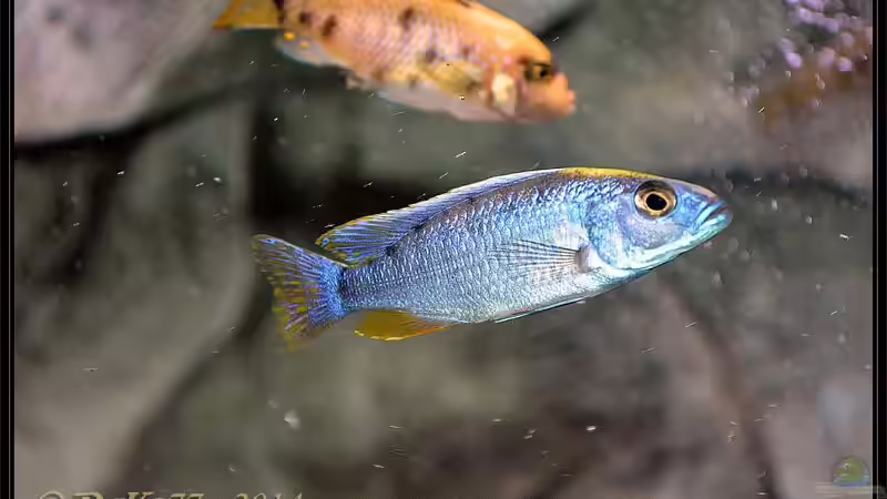 Sciaenochromis fryeri Männchen gelbe Blässe von DaKo77 (67)