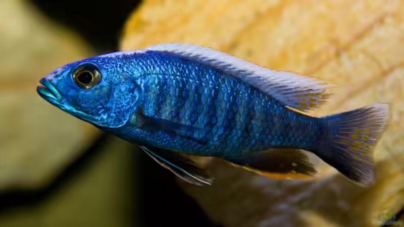 Sciaenochromis fryeri Männchen von Holger74 (21)
