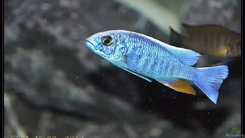 Sciaenochromis fryeri Männchen weiße Blässe von DaKo77 (69)