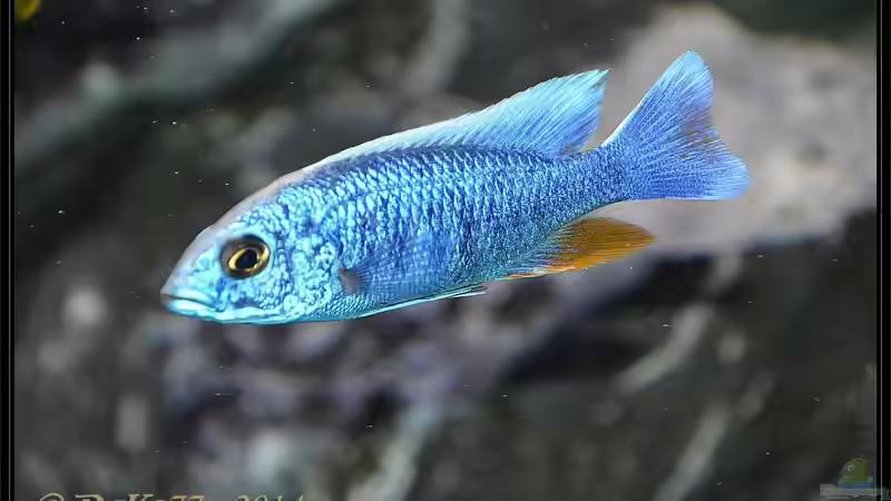 Sciaenochromis fryeri Männchen weiße Blässe von DaKo77 (70)