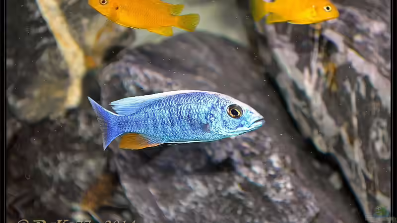 Sciaenochromis fryeri Männchen weiße Blässe von DaKo77 (75)