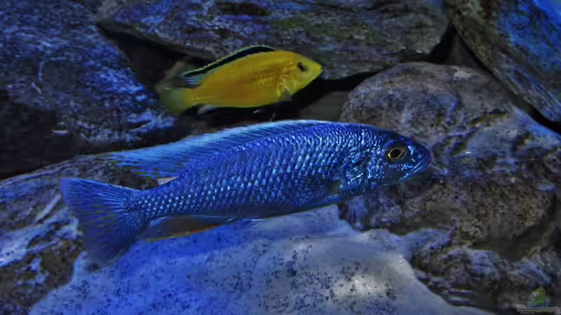Sciaenochromis fryeri male 05.04.2013 von Steffen G (52)