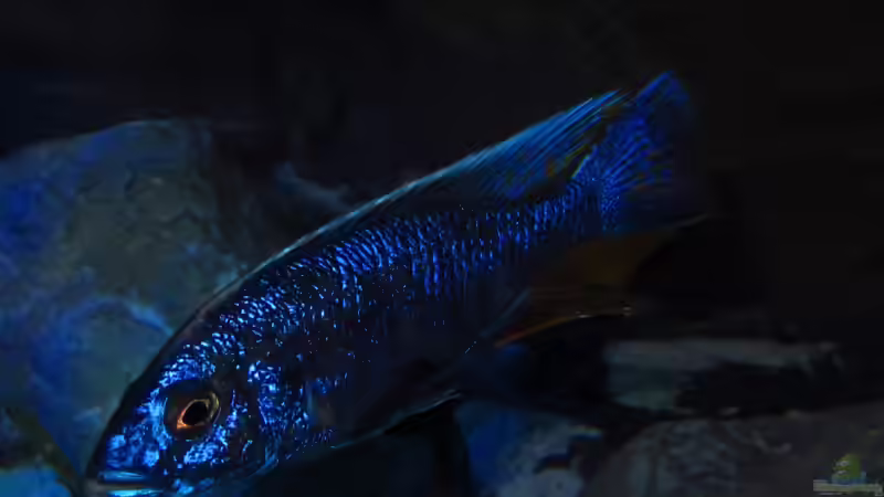 Sciaenochromis fryeri male 15.02.2013 von Steffen G (53)