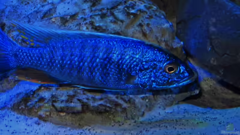 Sciaenochromis fryeri male 15.02.2013 von Steffen G (54)