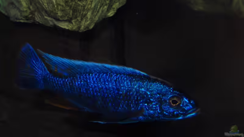 Sciaenochromis fryeri male 15.02.2013 von Steffen G (57)