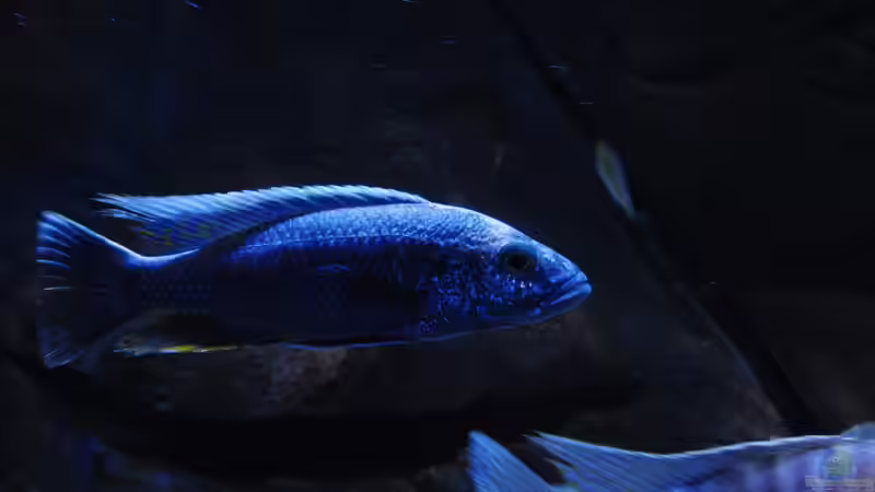 Sciaenochromis fryeri male 21.04.2013 von Steffen G (50)