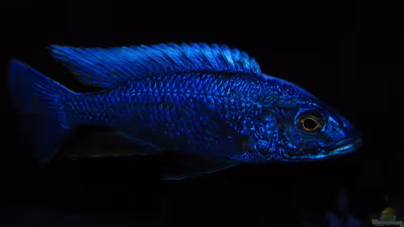 Sciaenochromis fryeri male 27.05.2013 von Steffen G (48)