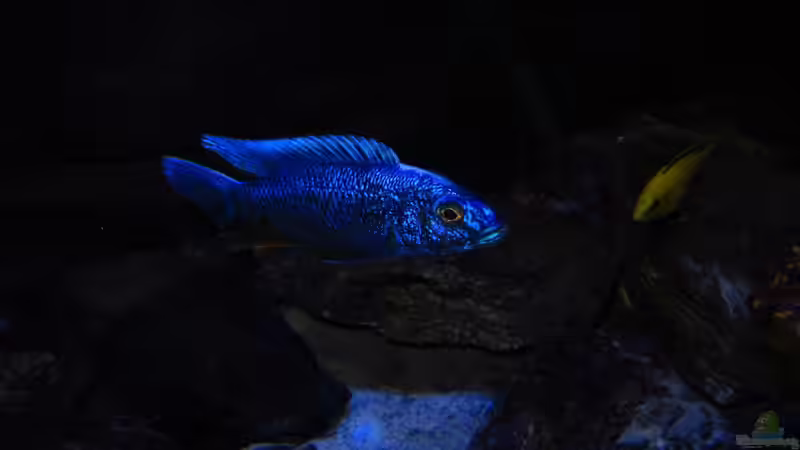 Sciaenochromis fryeri male 27.05.2013 von Steffen G (49)