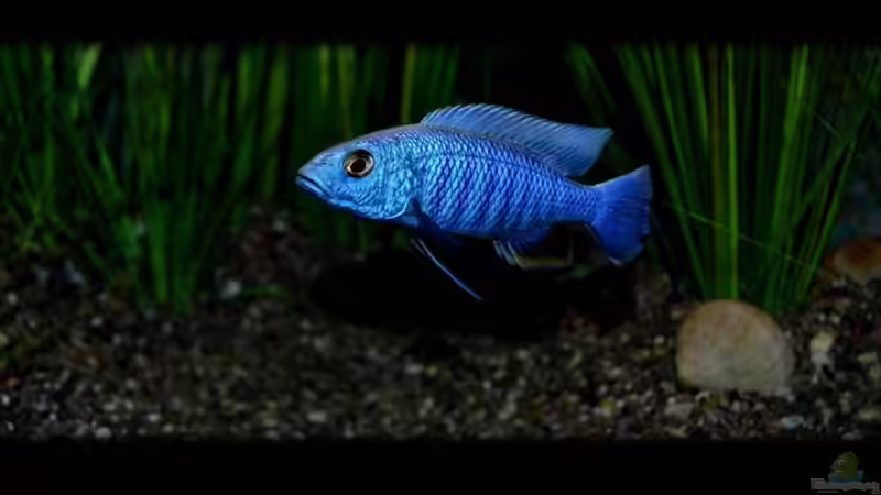 Sciaenochromis fryeri male von Der Schweizer (56)
