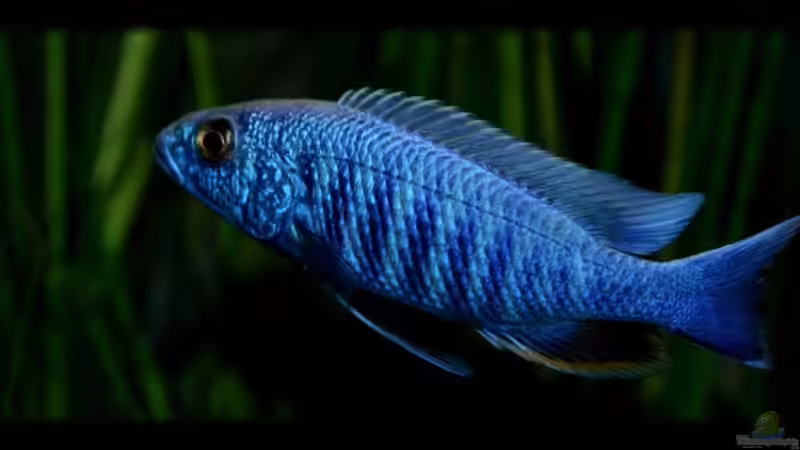 Sciaenochromis fryeri male von Der Schweizer (58)