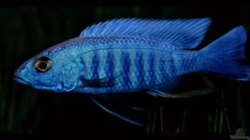 Sciaenochromis fryeri male von Der Schweizer (59)