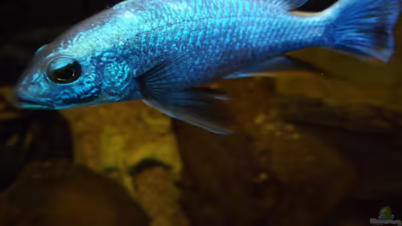 Sciaenochromis fryeri Male von Esslinger (15)