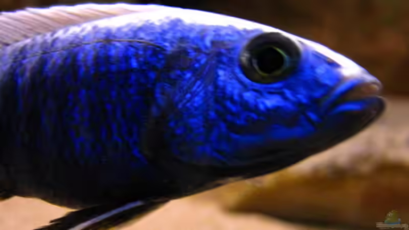 Sciaenochromis fryeri male von Malawigo (39)