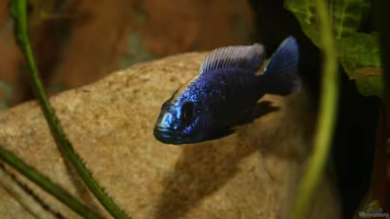 Sciaenochromis fryeri male von Mikey (32)