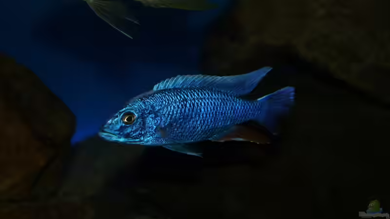 Sciaenochromis fryeri male von Oeli (76)