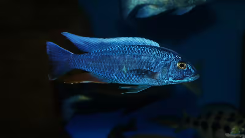 Sciaenochromis fryeri male von Oeli (77)