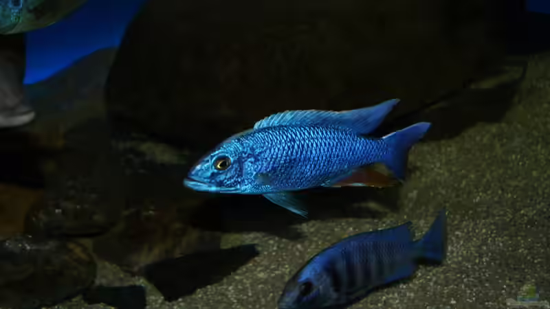 Sciaenochromis fryeri male von Oeli (78)