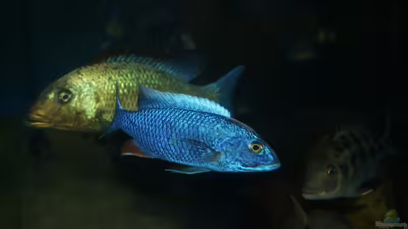 Sciaenochromis fryeri male von Oeli (80)