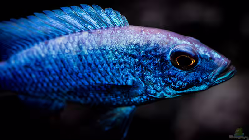Sciaenochromis fryeri maleri von AjakAndi (29)