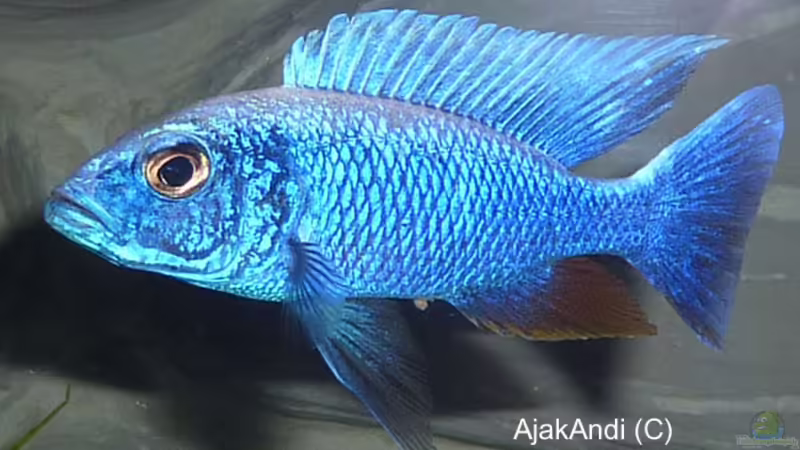 Sciaenochromis fryeri maleri von AjakAndi (30)