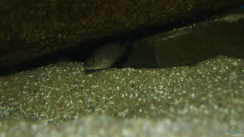 Sciaenochromis fryeri Nachwuchs von Oeli (83)