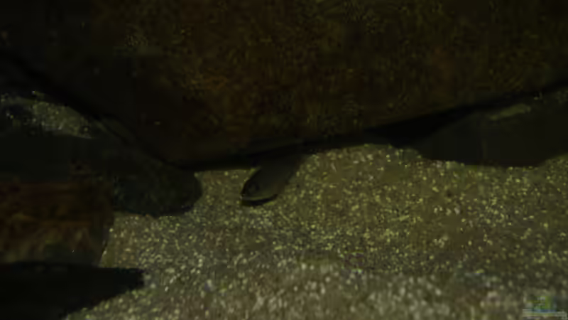 Sciaenochromis fryeri Nachwuchs von Oeli (84)