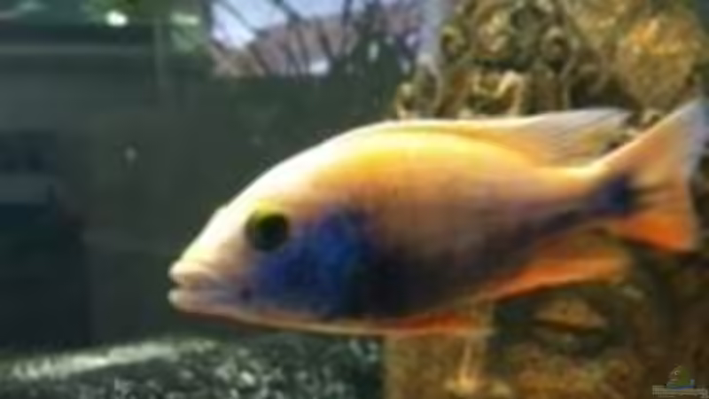 Sciaenochromis Fryeri neue Zuchtform von Jennifer Clee (31)