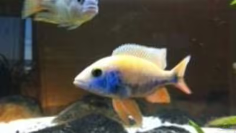 Sciaenochromis Fryeri neue Zuchtform von Jennifer Clee (32)