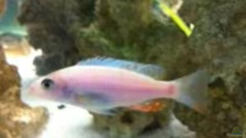 Sciaenochromis Fryeri neue Zuchtformc von Jennifer Clee (30)