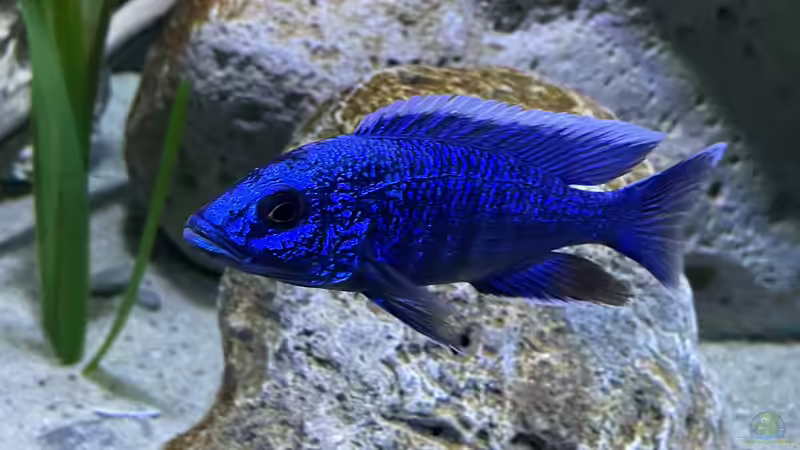 Sciaenochromis fryeri von AW. (31)