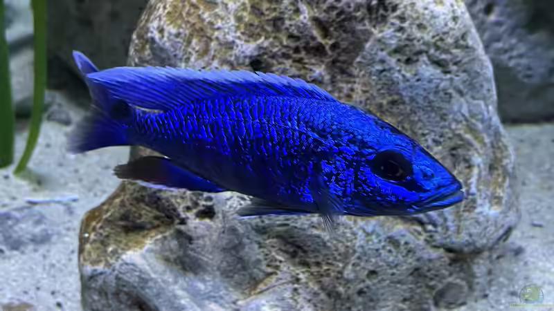 Sciaenochromis fryeri von AW. (32)