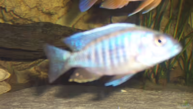 Sciaenochromis fryeri von Dirk Abelshausen (28)